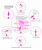 SB-8110 Pink/ Тренажер Кегеля Egg Vibrator